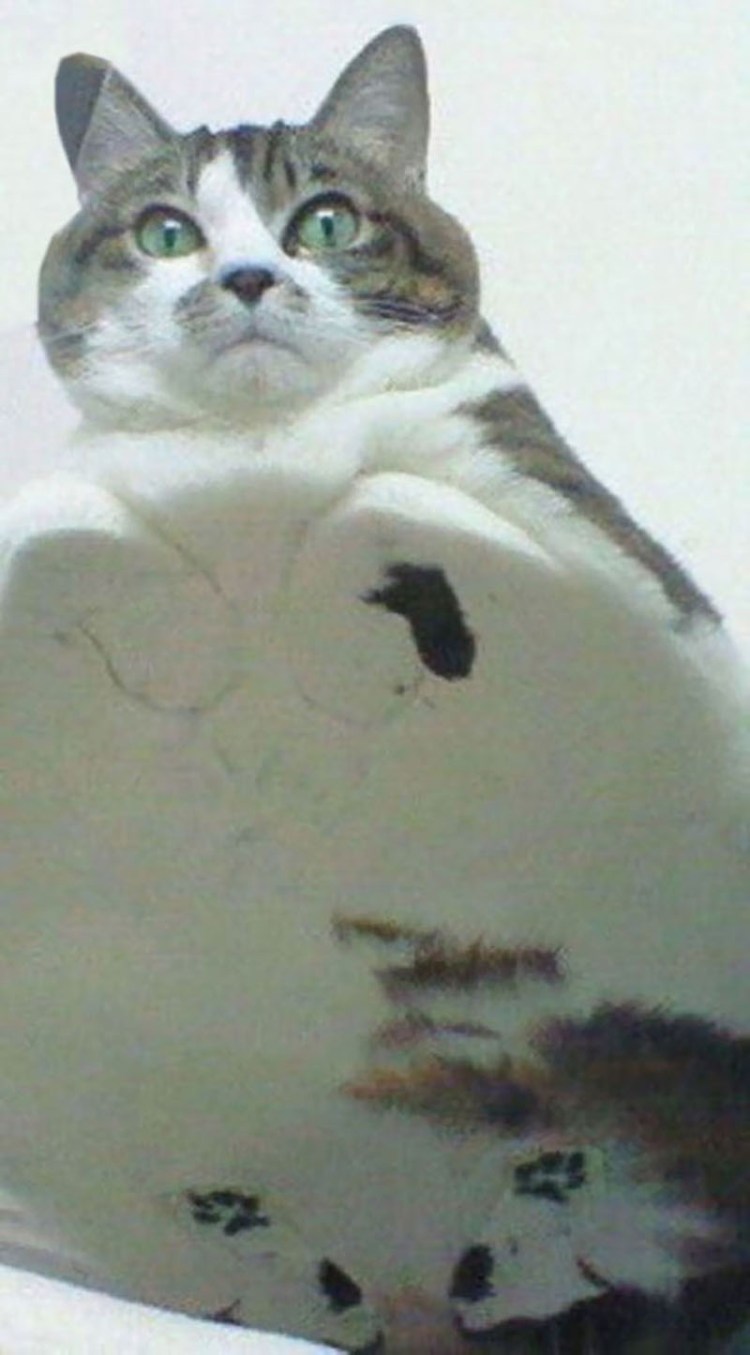 Кот сидит на стекле