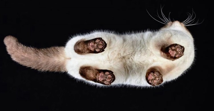 Кошачьи лапки снизу