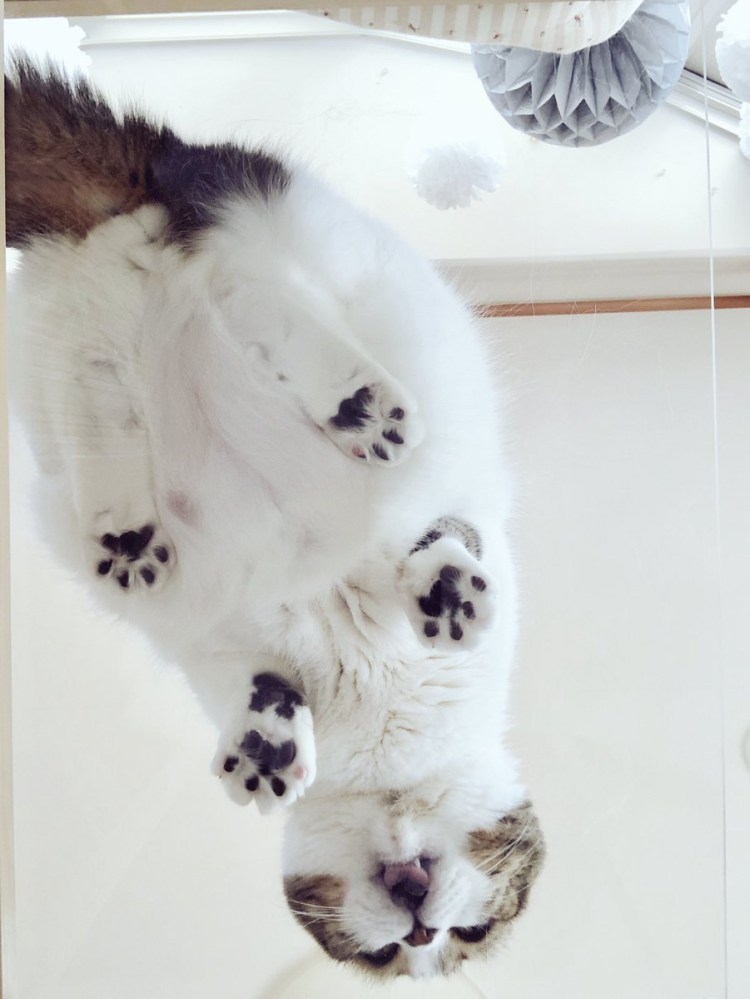 Кошка на стеклянном столе