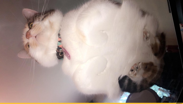 Кот вид снизу