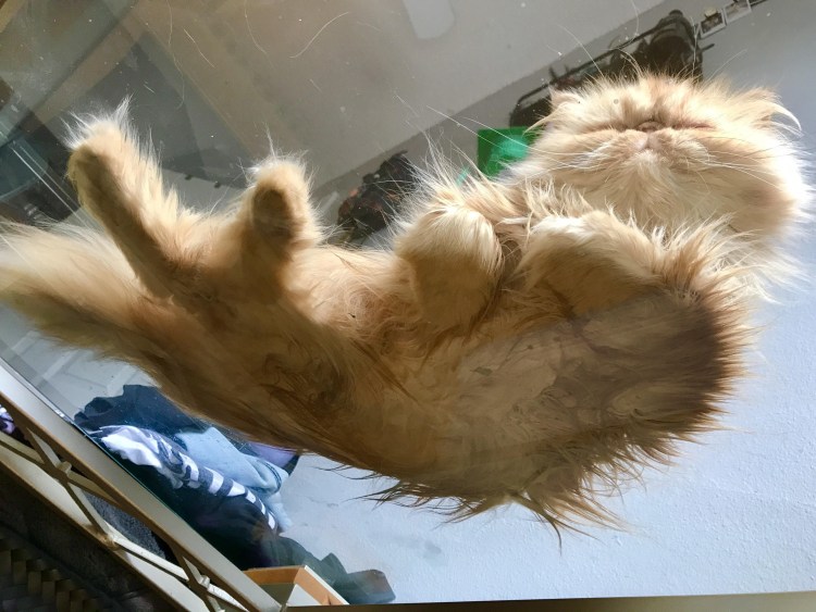 Котенок на стеклянном столе