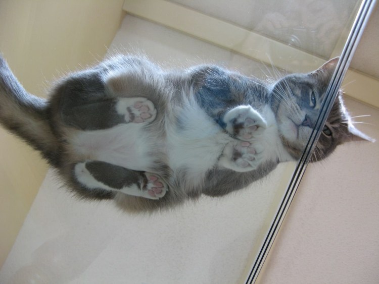 Котики под стеклом