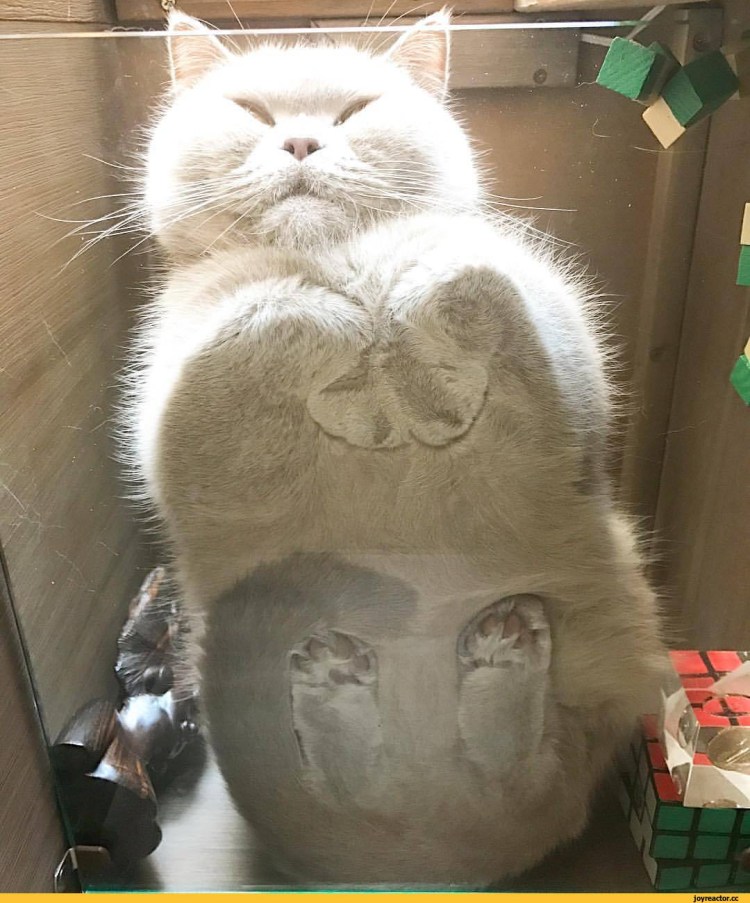 Коты на стекле