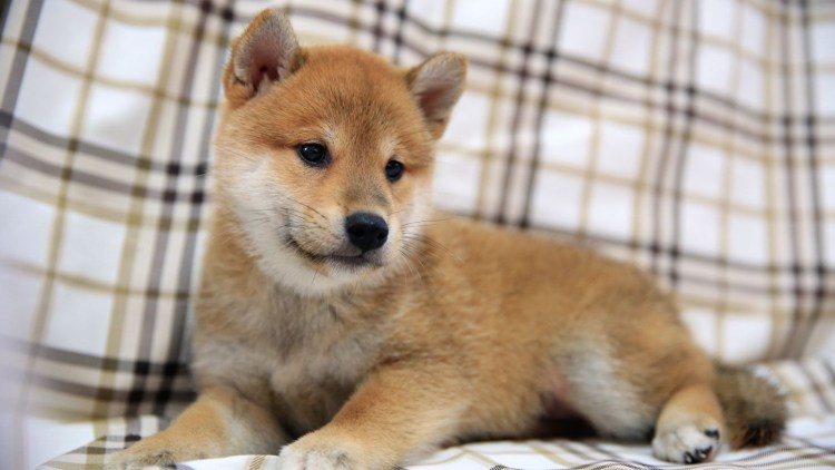 Собака сиба ину мини