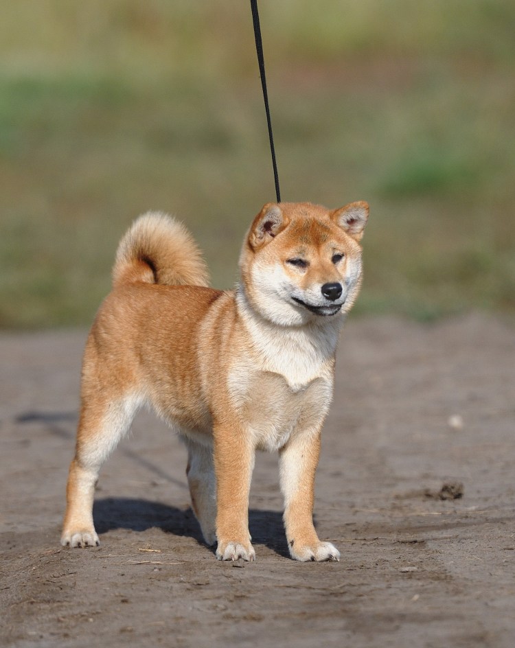 Порода собак Шиба ину