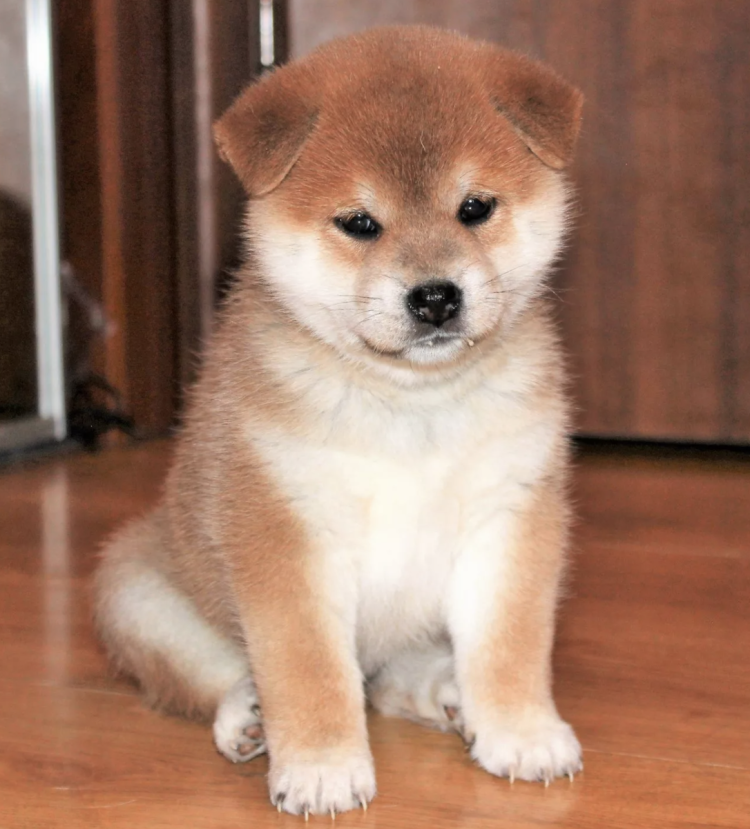 Акита ину щенок