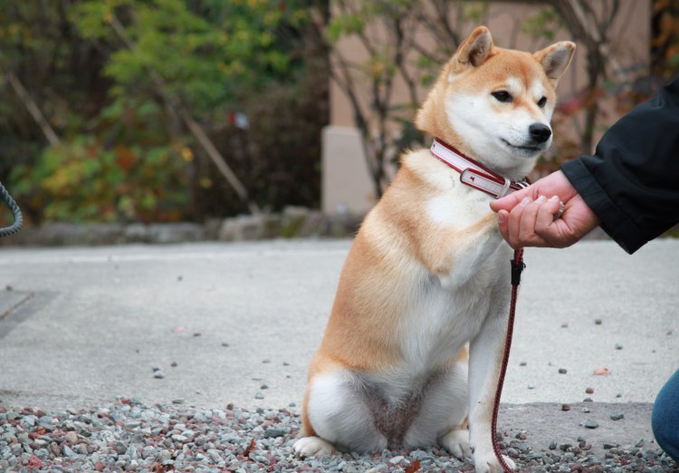 Собака сиба ину