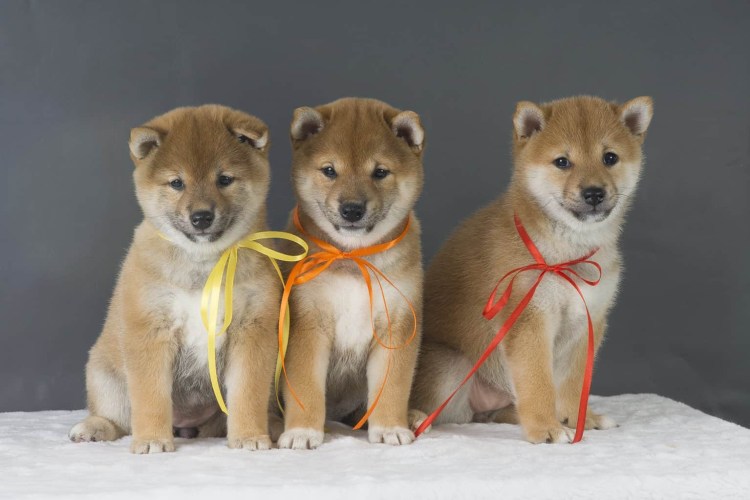 Сиба ину щенок