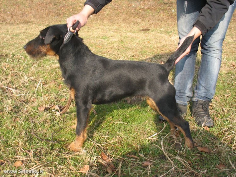 Ягдтерьер жесткошерстный