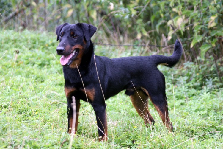 Немецкий Ягдтерьер