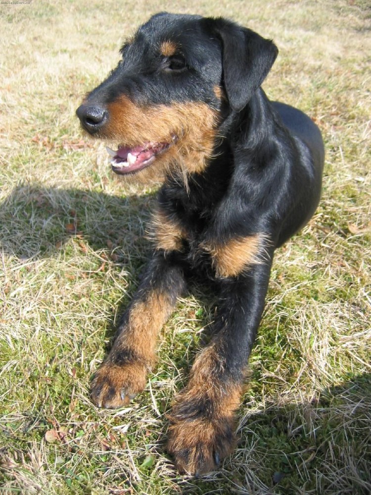 Ягдтерьер гладкошерстный