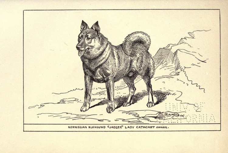 Бордер терьер