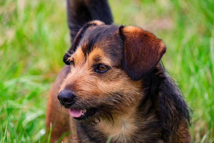 Дворняжка терьер