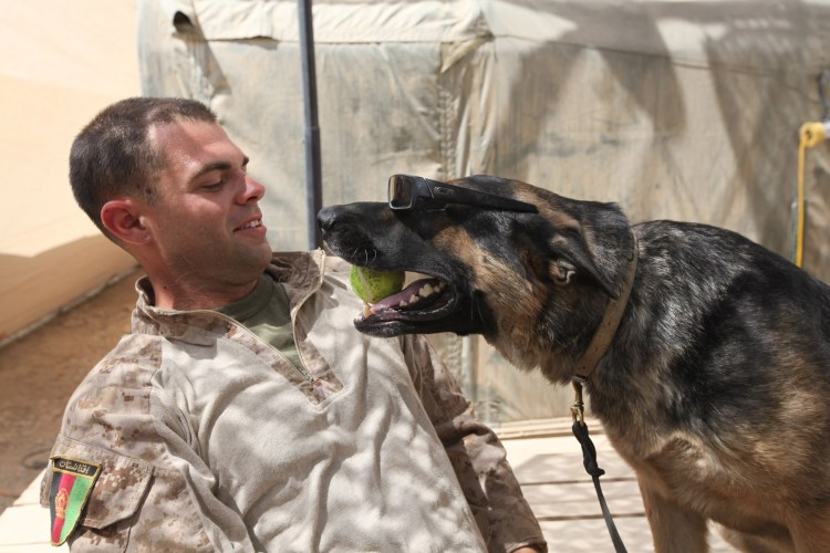 Норвежский серый элкхаунд