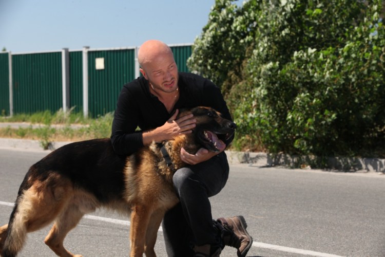 Собака немецкая овчарка и Доберман