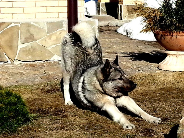 Немецкая овчарка злая