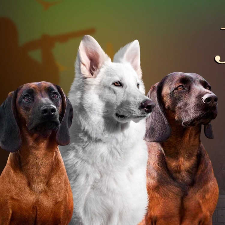 Возвращение Мухтара сериал