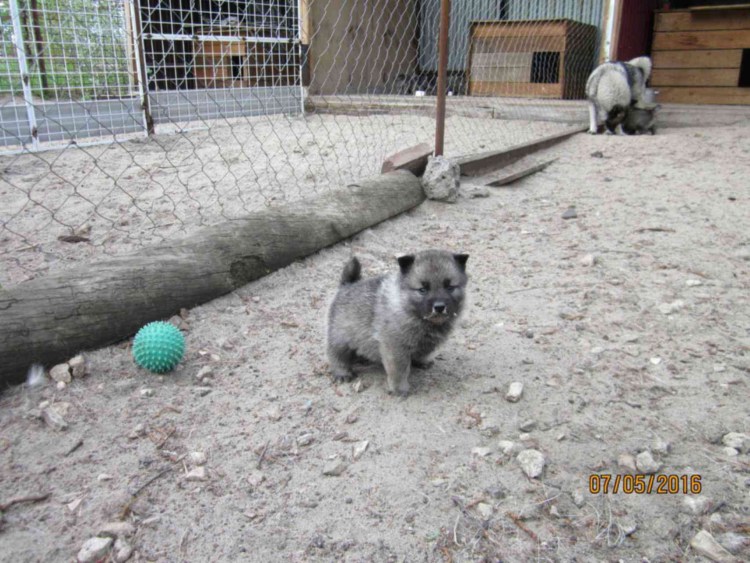 Атака титанов в виде собак