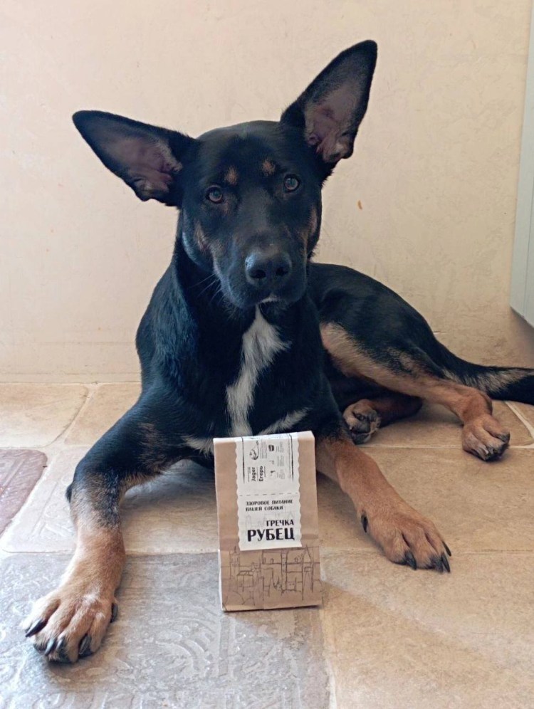 Подпалый окрас Ягдтерьер жесткошерстный