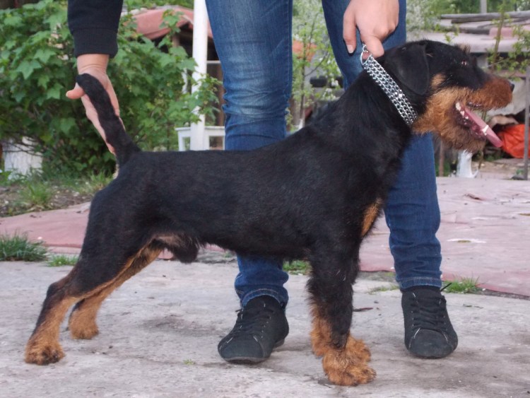 Ягдтерьер груминг