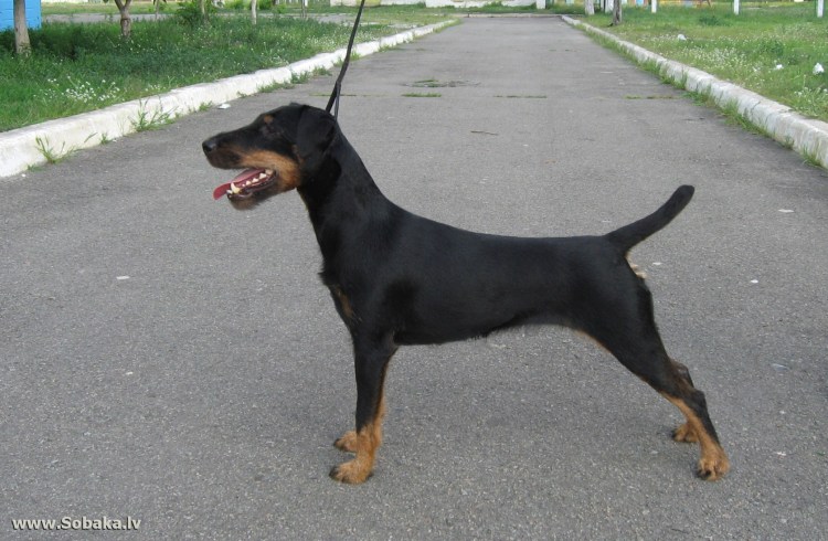 Герман Хантинг терьер