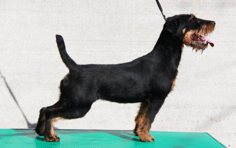 Немецкий Ягдтерьер