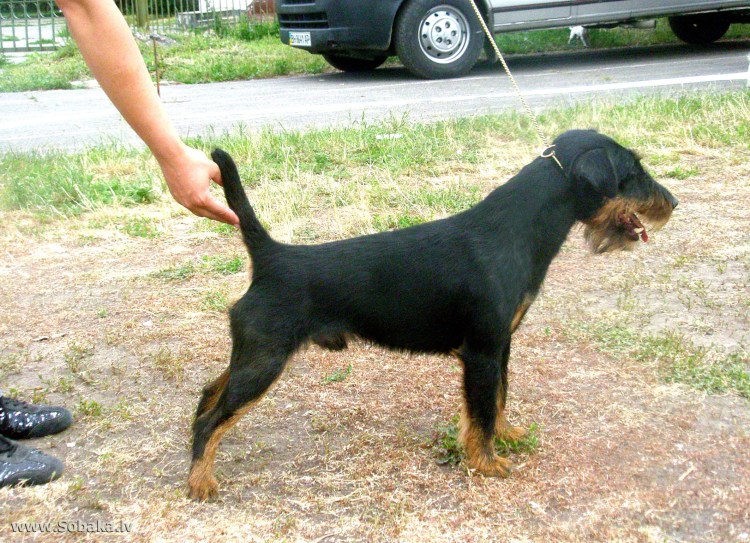 Ягер порода собак