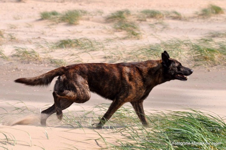 Дратхаар чемпион мира