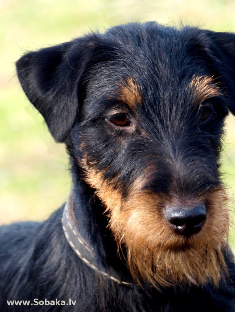 Ягер терьер