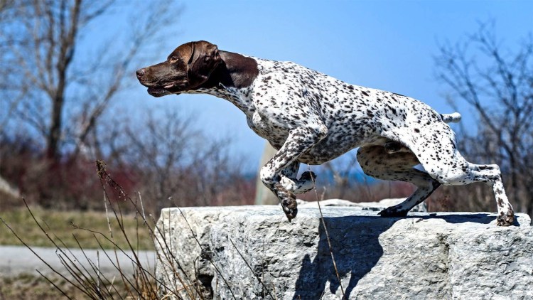 Запеченные корма для собак