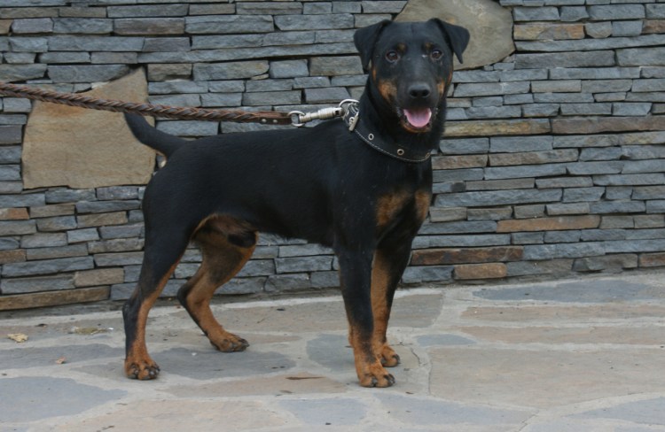 Блэк Фел терьер