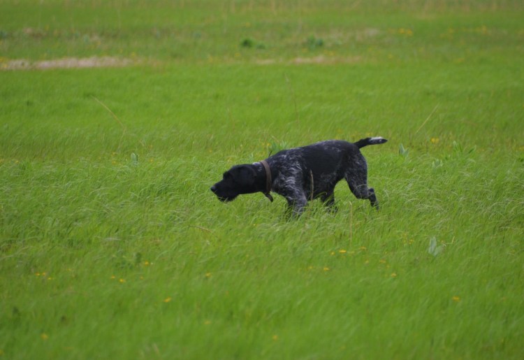 Правила поведения с бродячими собаками для детей