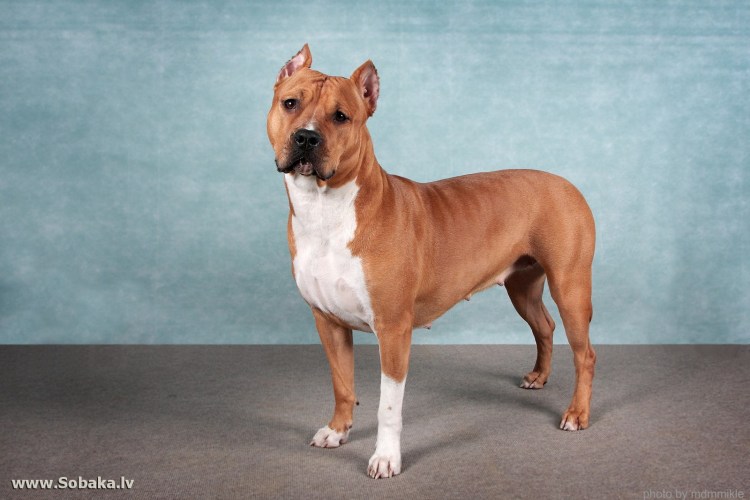 Голландская овчарка малинуа