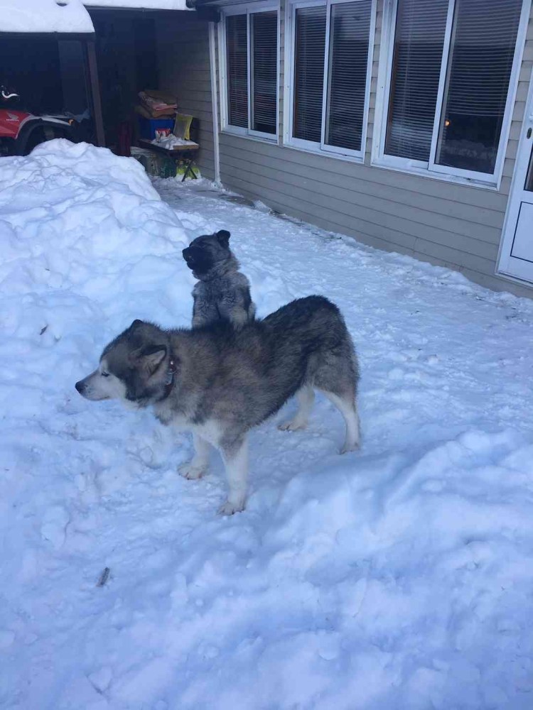 Военная овчарка