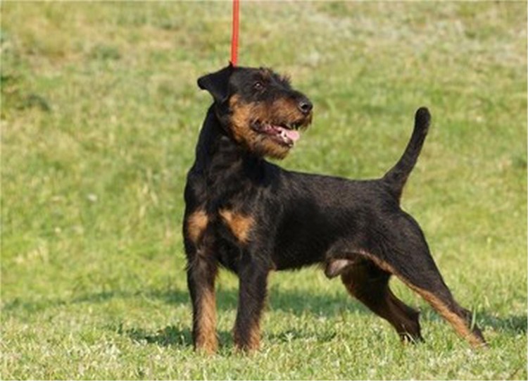 Ягдтерьер чемпион мира