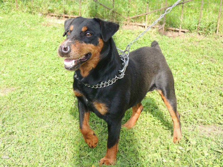 Немецкий охотничий Ягдтерьер