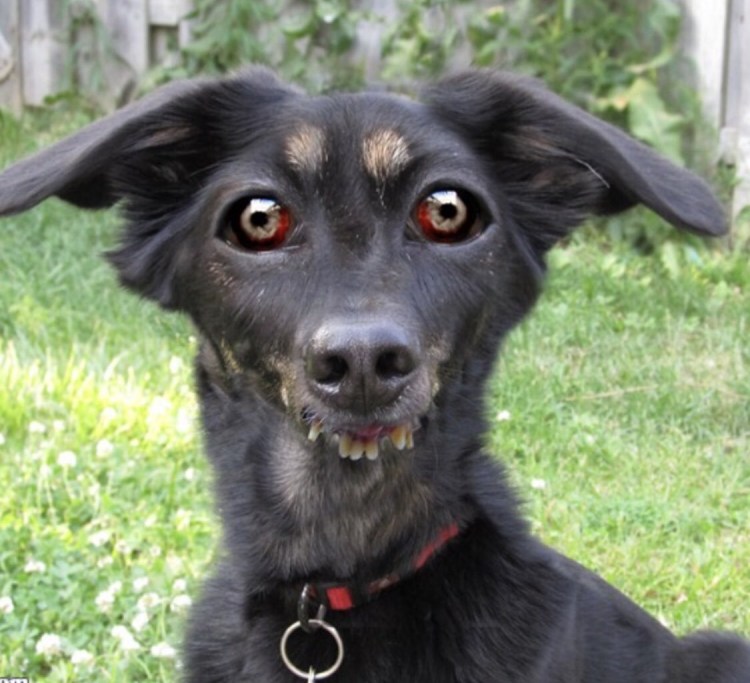 Пиво для собак Schwanz