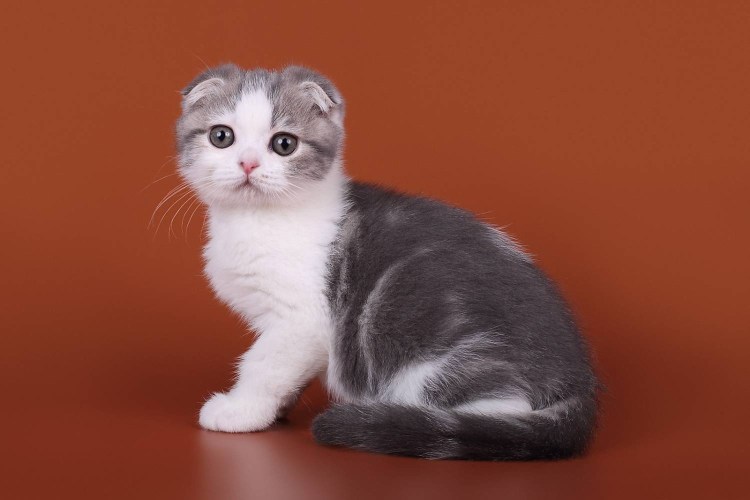 Шотландская вислоухая кошка
