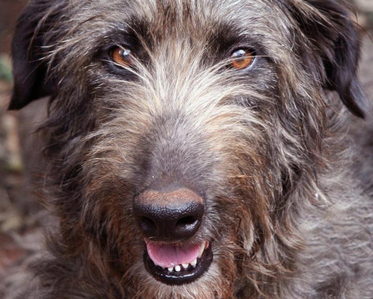 Ротвейлер в старой Германии