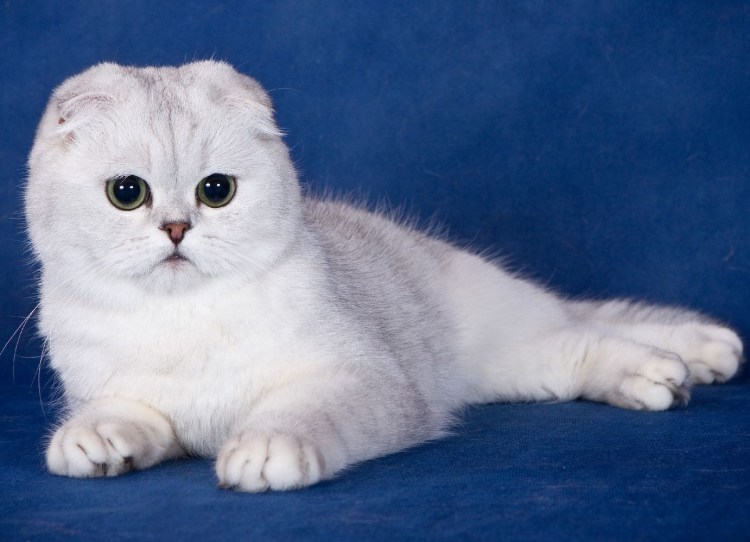 Скоттиш фолд Браун табби