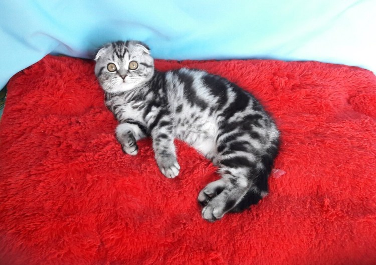 Шотландский кот вислоухий мраморный вискас