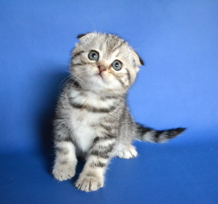 Шотландская вислоухая скотишфолд