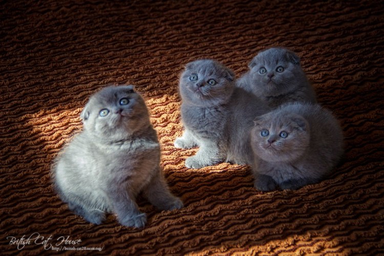 Манчкин британец вислоухий