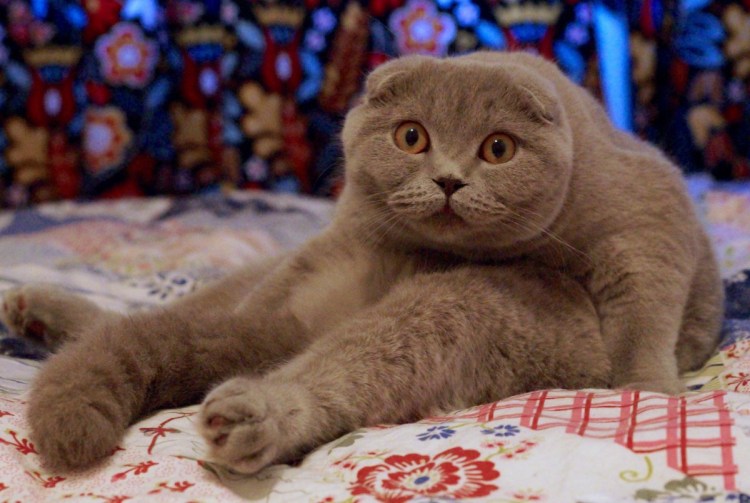 Шотландская вислоухая кошка