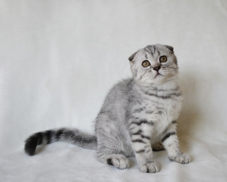 Шотландский скоттиш фолд окрасы