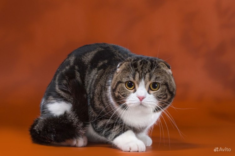 Порода кошек Шотландская вислоухая