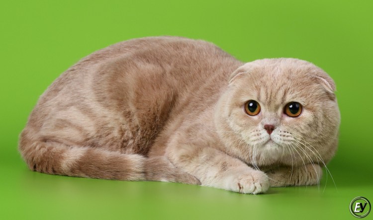 Скоттиш-фолд Шотландская вислоухая котята