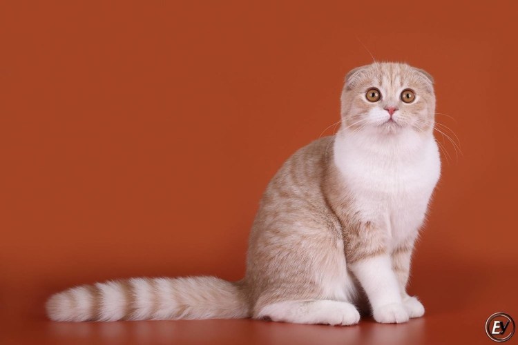 Скоттиш фолд NS 22