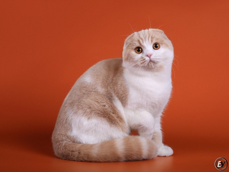 Скоттиш фолд фавн