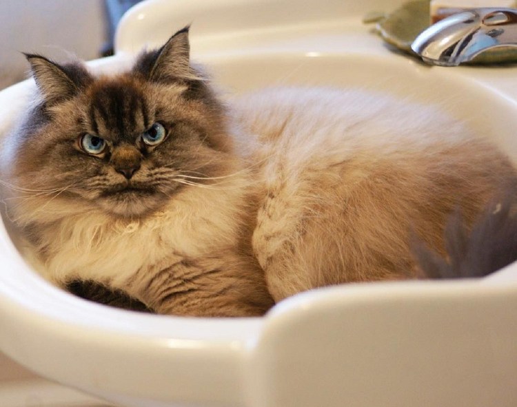 Страшный кот